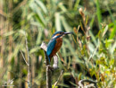 Kingfisher - Zimorodek